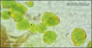 Attēlu rezultāti vaicājumam “Coenogonium pineti”