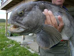 Image result for Anarhichas lupus