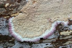 Attēlu rezultāti vaicājumam “Phlebia serialis”