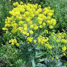 Attēlu rezultāti vaicājumam “Isatis tinctoria”