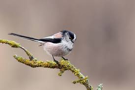 Attēlu rezultāti vaicājumam “Aegithalos caudatus adult”