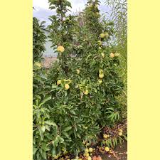 Attēlu rezultāti vaicājumam “Malus”