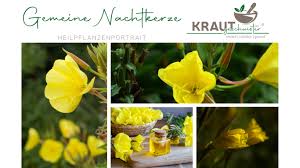 Image result for Nachtkerze