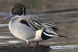 Attēlu rezultāti vaicājumam “Anas acuta male”