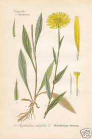 Image result for Buphthalmum salicifolium
