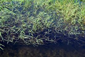 Attēlu rezultāti vaicājumam “Glyceria fluitans”