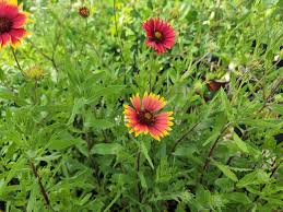 Image result for Gaillardia pulchella