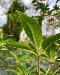 Attēlu rezultāti vaicājumam “Enkianthus chinensis leaf”