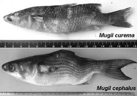 Image result for Mugil curema