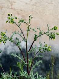 Attēlu rezultāti vaicājumam “Senecio vulgaris flower”