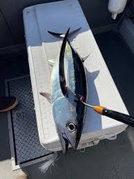 Image result for Thunnus alalunga