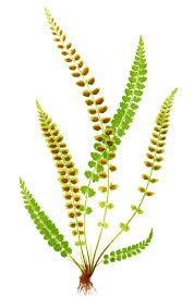 Attēlu rezultāti vaicājumam “Asplenium viride”