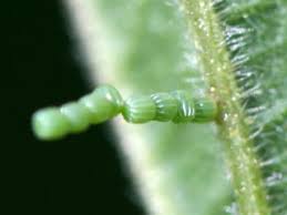 Attēlu rezultāti vaicājumam “Araschnia levana larva”