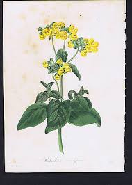 Image result for Calceolaria integrifolia