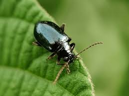 Attēlu rezultāti vaicājumam “Altica sp.”