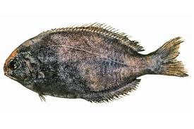 Image result for Schedophilus ovalis