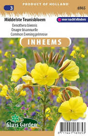 Image result for Nachtkerze