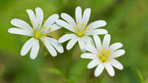 Attēlu rezultāti vaicājumam “Stellaria holostea fruit”