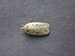 Attēlu rezultāti vaicājumam “Agonopterix ocellana”