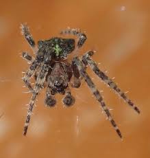 Attēlu rezultāti vaicājumam “Gibbaranea gibbosa”