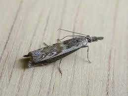 Attēlu rezultāti vaicājumam “Platytes alpinella”