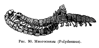 Attēlu rezultāti vaicājumam “Strongylosoma pallipes”