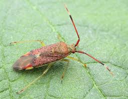 Attēlu rezultāti vaicājumam “Pantilius tunicatus”