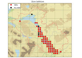 Attēlu rezultāti vaicājumam “Sium latifolium fruit”