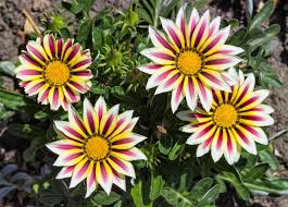 Image result for Gazanien