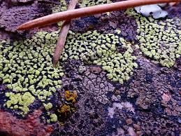 Attēlu rezultāti vaicājumam “Rhizocarpon geographicum”