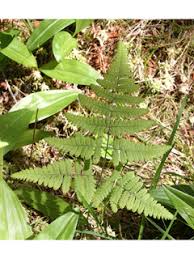 Attēlu rezultāti vaicājumam “Gymnocarpium robertianum”
