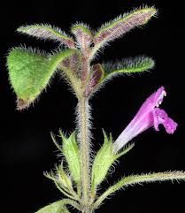 Attēlu rezultāti vaicājumam “Clinopodium vulgare”