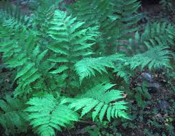 Attēlu rezultāti vaicājumam “Dryopteris filix-mas”