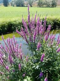 Image result for Blutweiderich