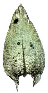 Attēlu rezultāti vaicājumam “Brachythecium rivulare”