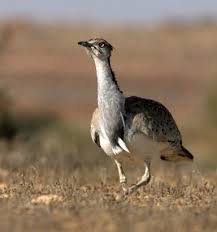 Image result for Chlamydotis macqueenii