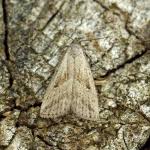 Attēlu rezultāti vaicājumam “Hypenodes humidalis”