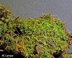 Attēlu rezultāti vaicājumam “Tortula lingulata”