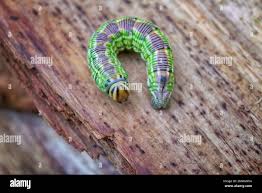 Attēlu rezultāti vaicājumam “Sphinx pinastri larva”