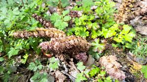 Attēlu rezultāti vaicājumam “Lathraea squamaria fruit”