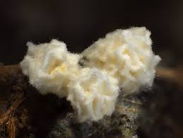 Attēlu rezultāti vaicājumam “Ceratiomyxa morchella macro”