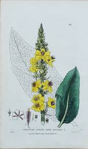 Attēlu rezultāti vaicājumam “Verbascum nigrum flower”