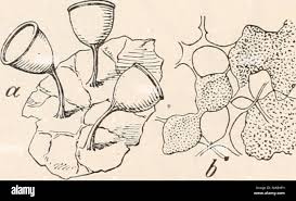 Attēlu rezultāti vaicājumam “Craterium minutum cf. var. brunneum”