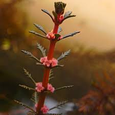 Attēlu rezultāti vaicājumam “Myriophyllum alterniflorum”