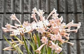 Image result for DIAMOND 貝谷