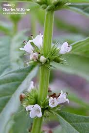Attēlu rezultāti vaicājumam “Lycopus europaeus flower”