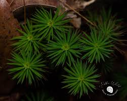 Attēlu rezultāti vaicājumam “Gymnostomum calcareum macro”