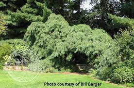 Attēlu rezultāti vaicājumam “Pinus strobus”