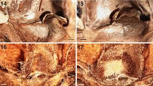 Attēlu rezultāti vaicājumam “Aranei exuvia”