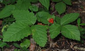 Attēlu rezultāti vaicājumam “Rubus saxatilis”